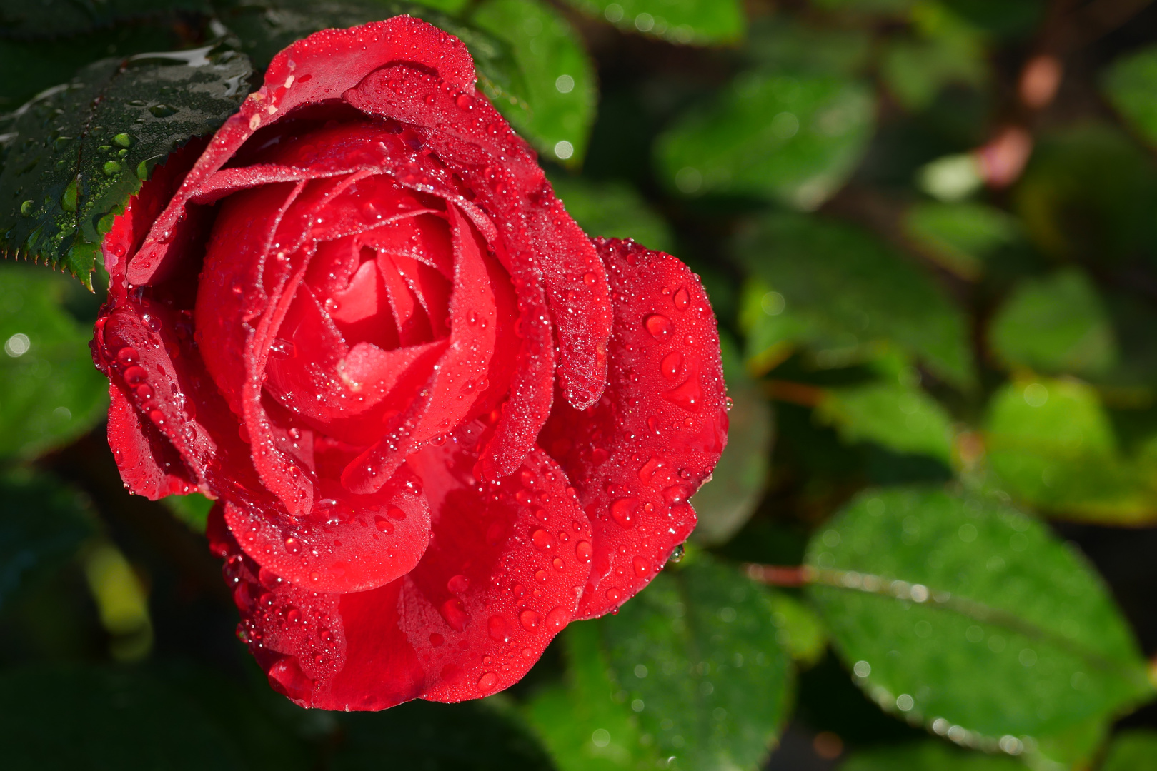 Letzte Gartenrosen