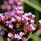 Letzte Grüße des Sommers - tapfer strecken sich die Blüten der Sonne entgegen.