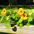 Letzte Grüße des Sommers - tapfer strecken sich die Blüten der Sonne entgegen.