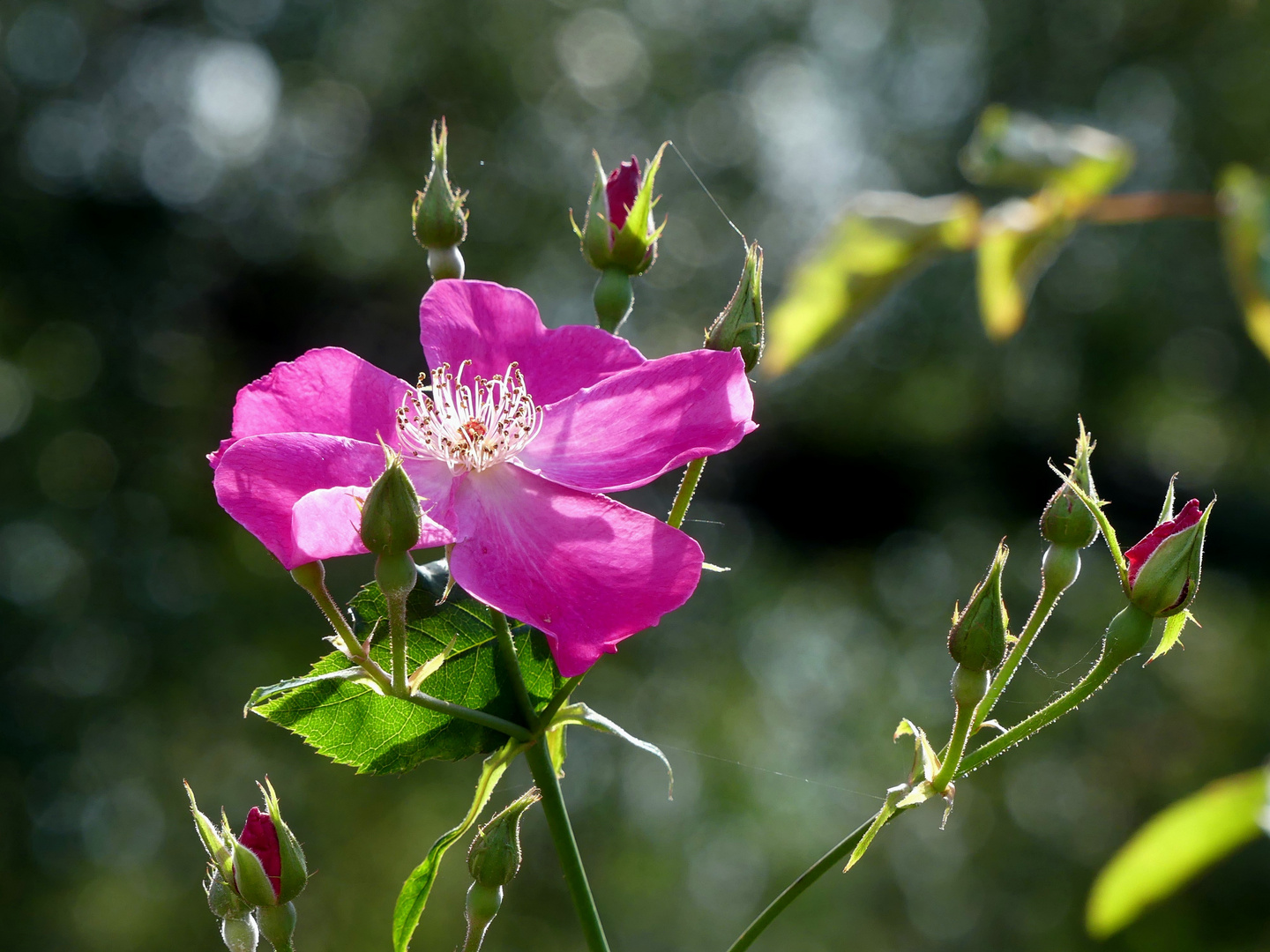 letzte Heckenrose