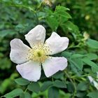 Letzte Heckenrosenblüten