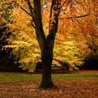 Letzte-Herbst-Gefühle