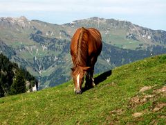 Letzte Herbst weide