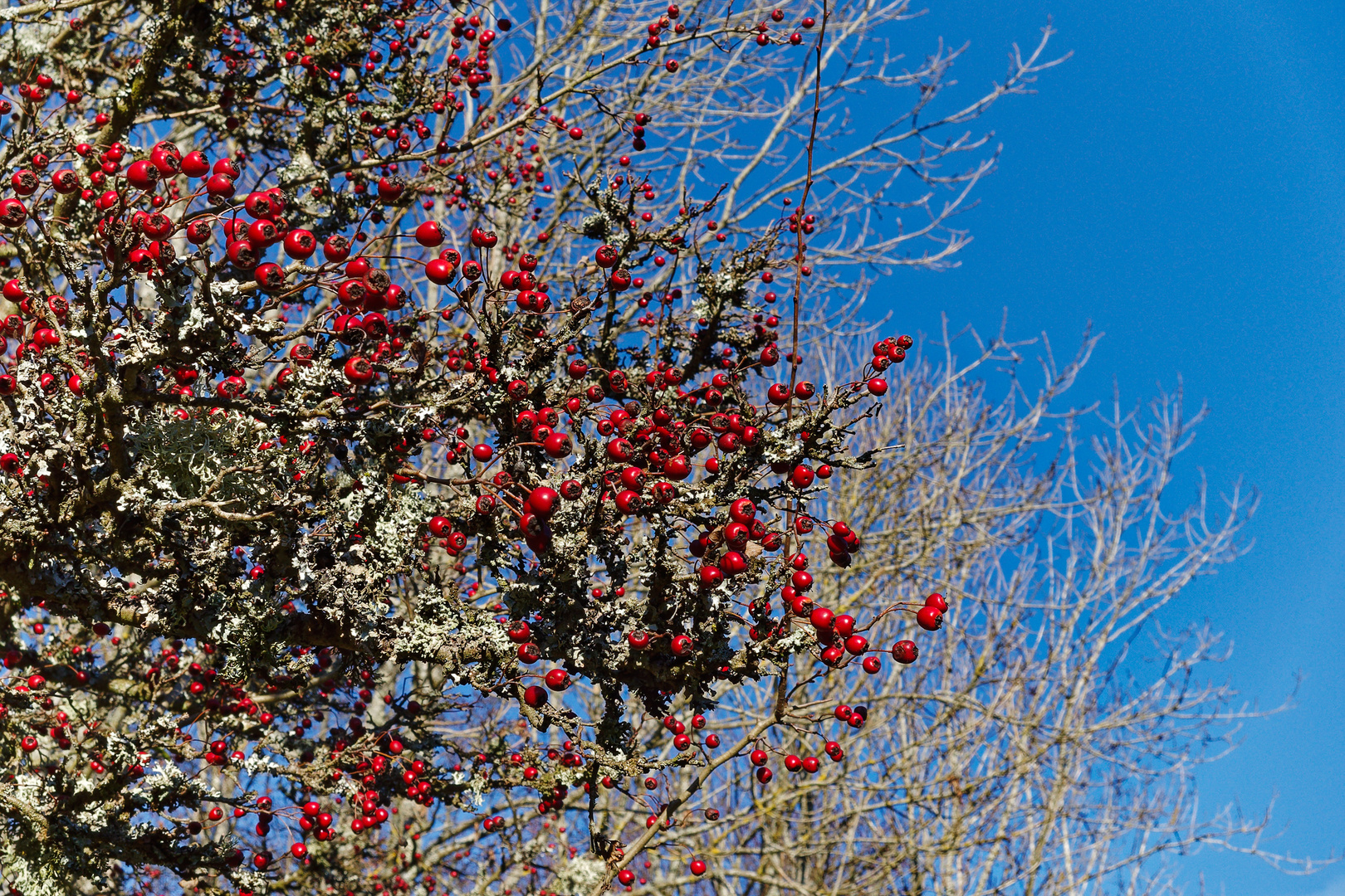 Letzte Herbstbeeren