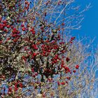 Letzte Herbstbeeren