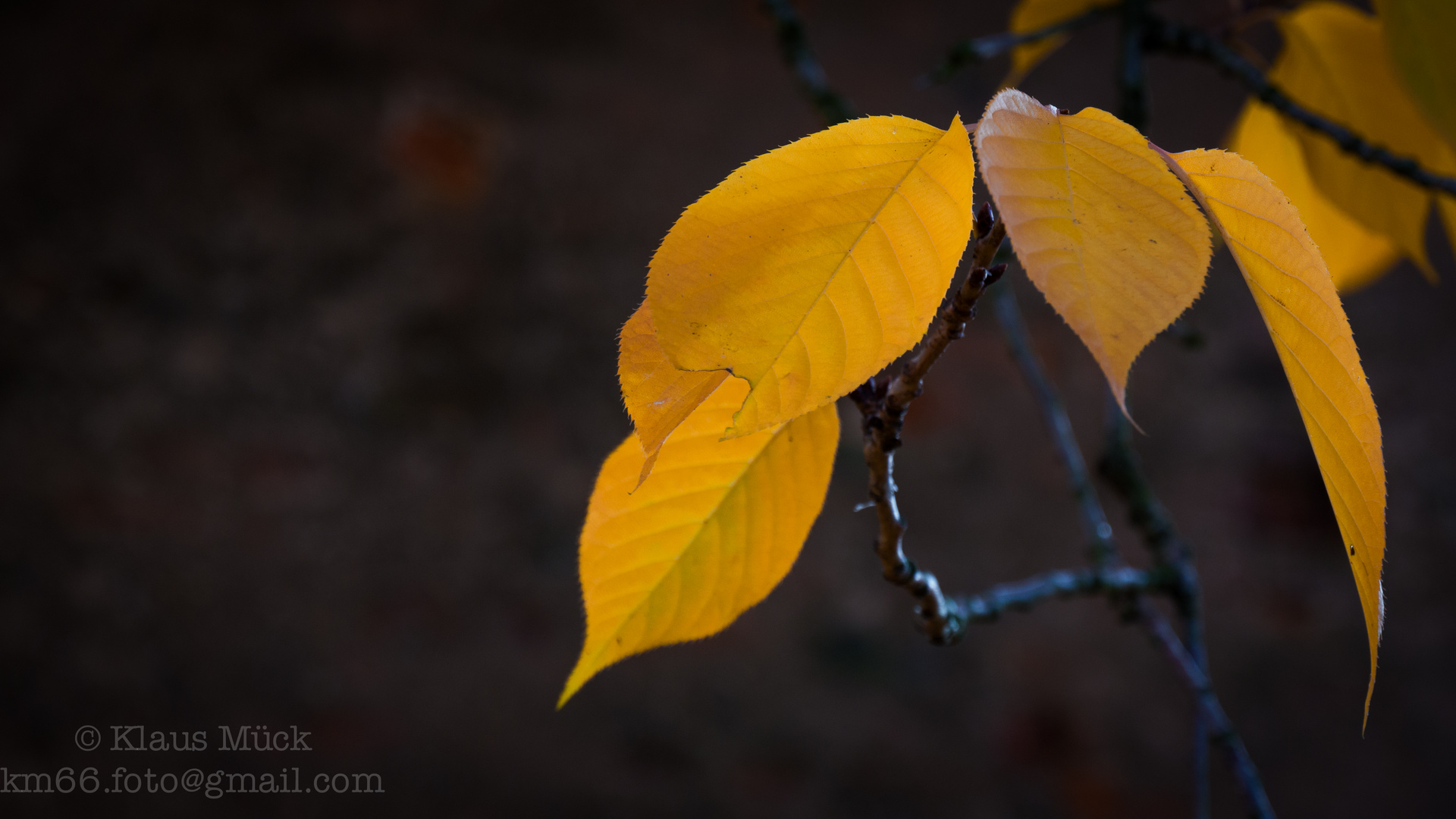 Letzte Herbstblätter