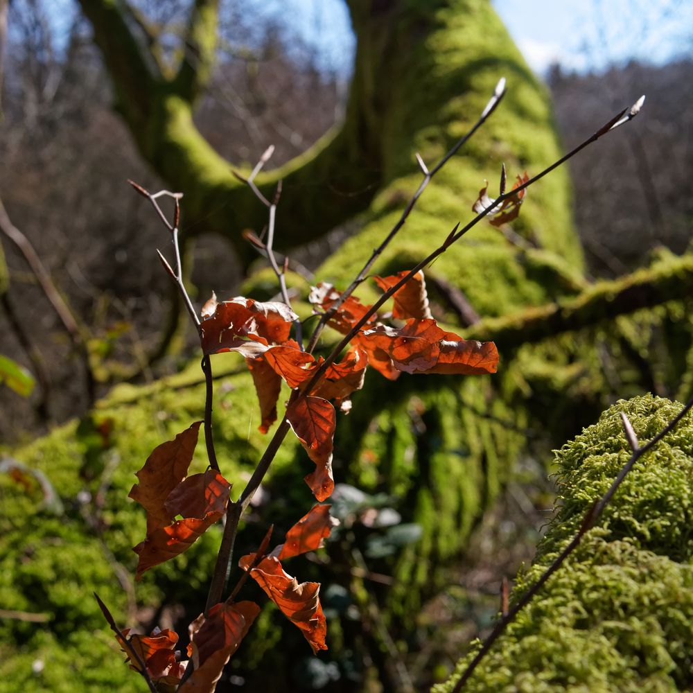 Letzte Herbstblätter