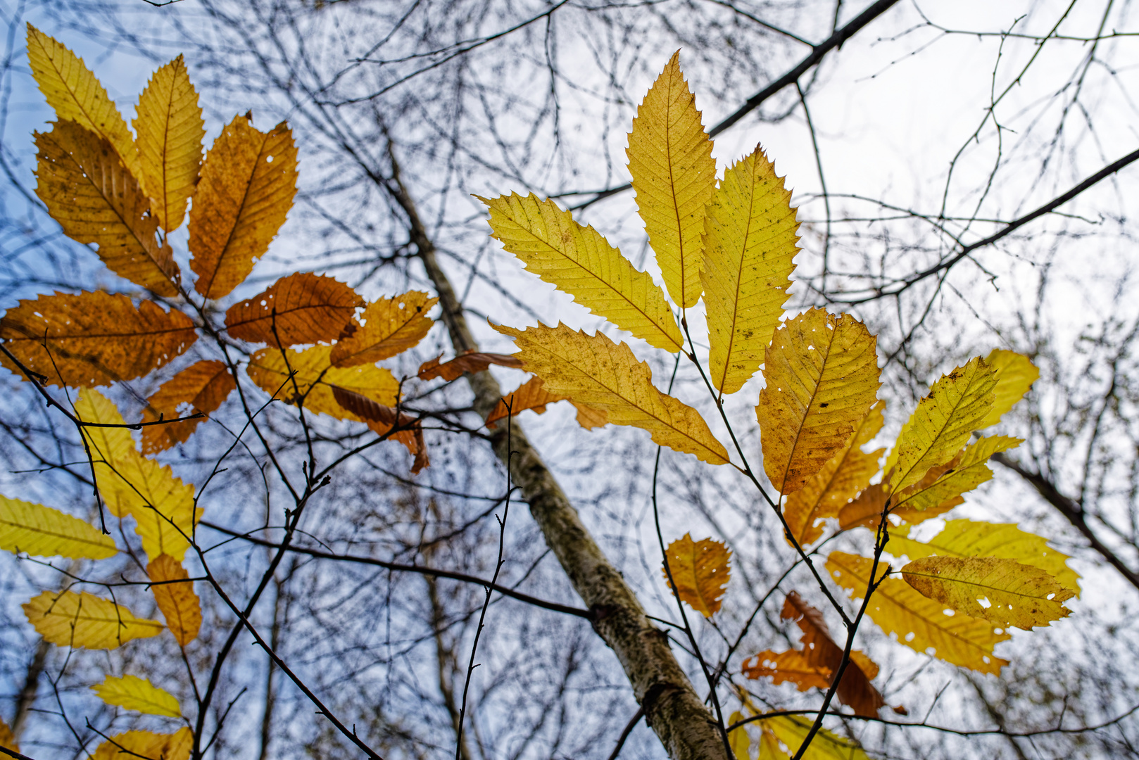 Letzte Herbstblätter