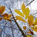 Letzte Herbstblätter