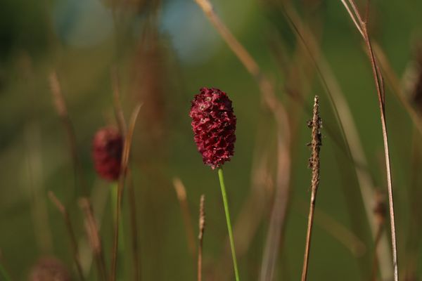 letzte Herbstblüten