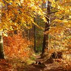 Letzte Herbstfarben