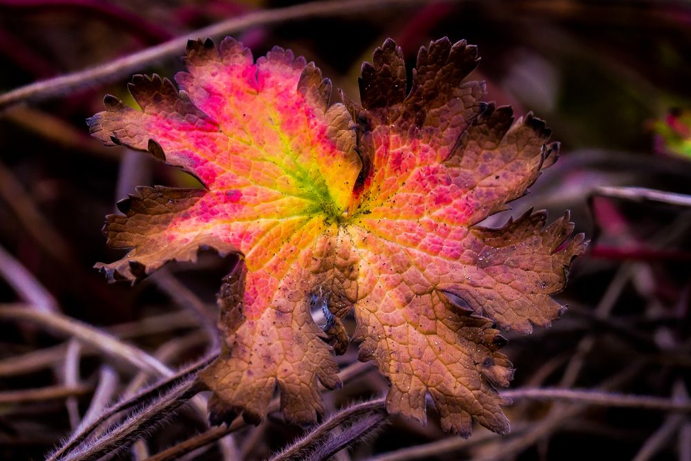 Letzte Herbstfarben