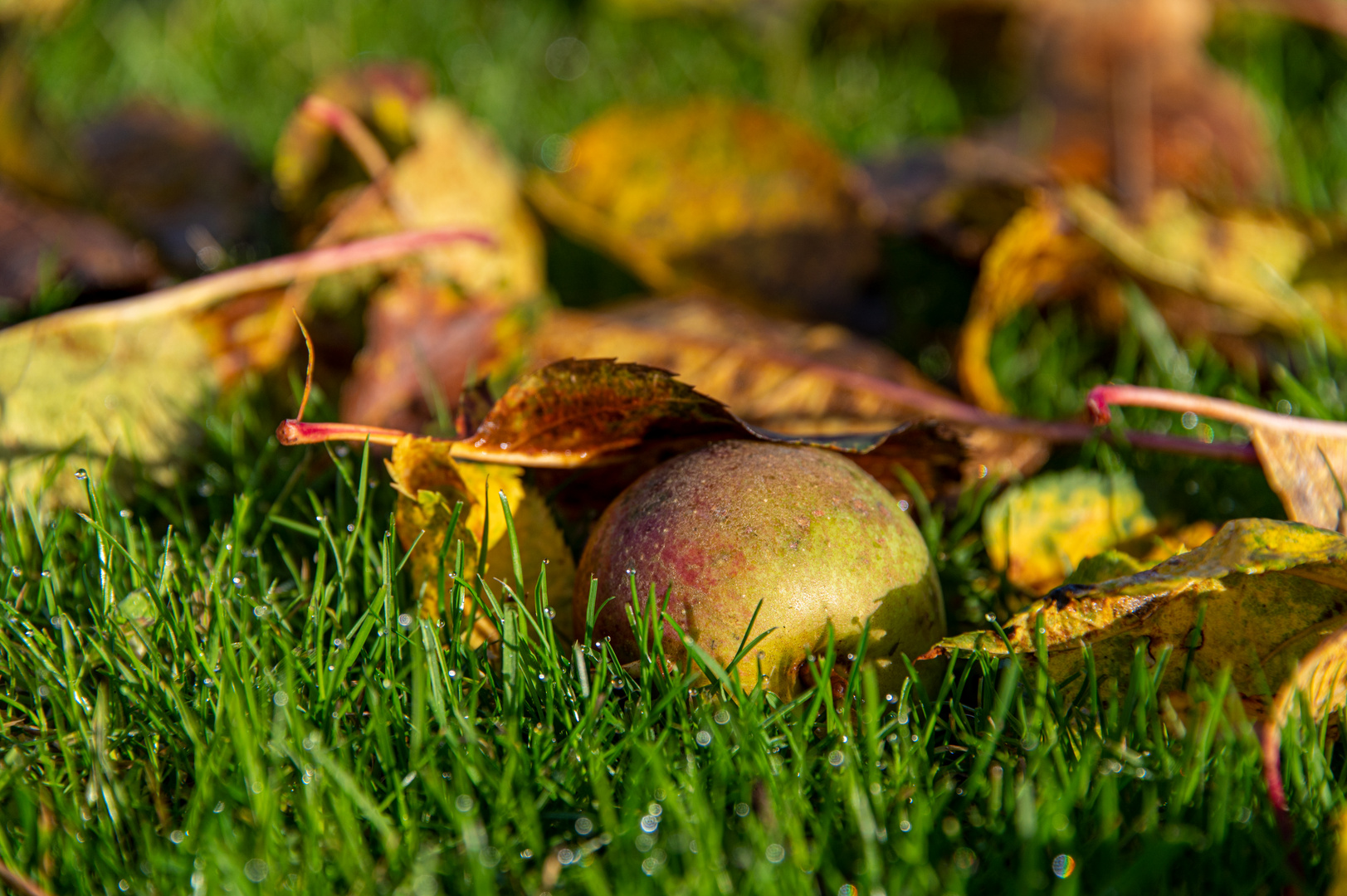 Letzte Herbstfarben 1