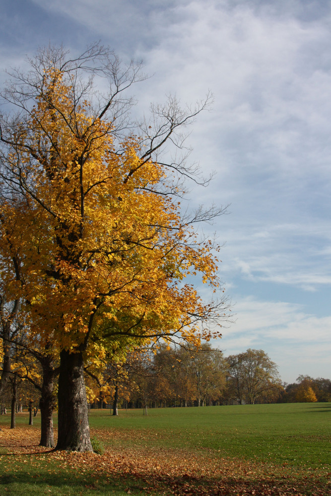 Letzte (?!) Herbstfarben...