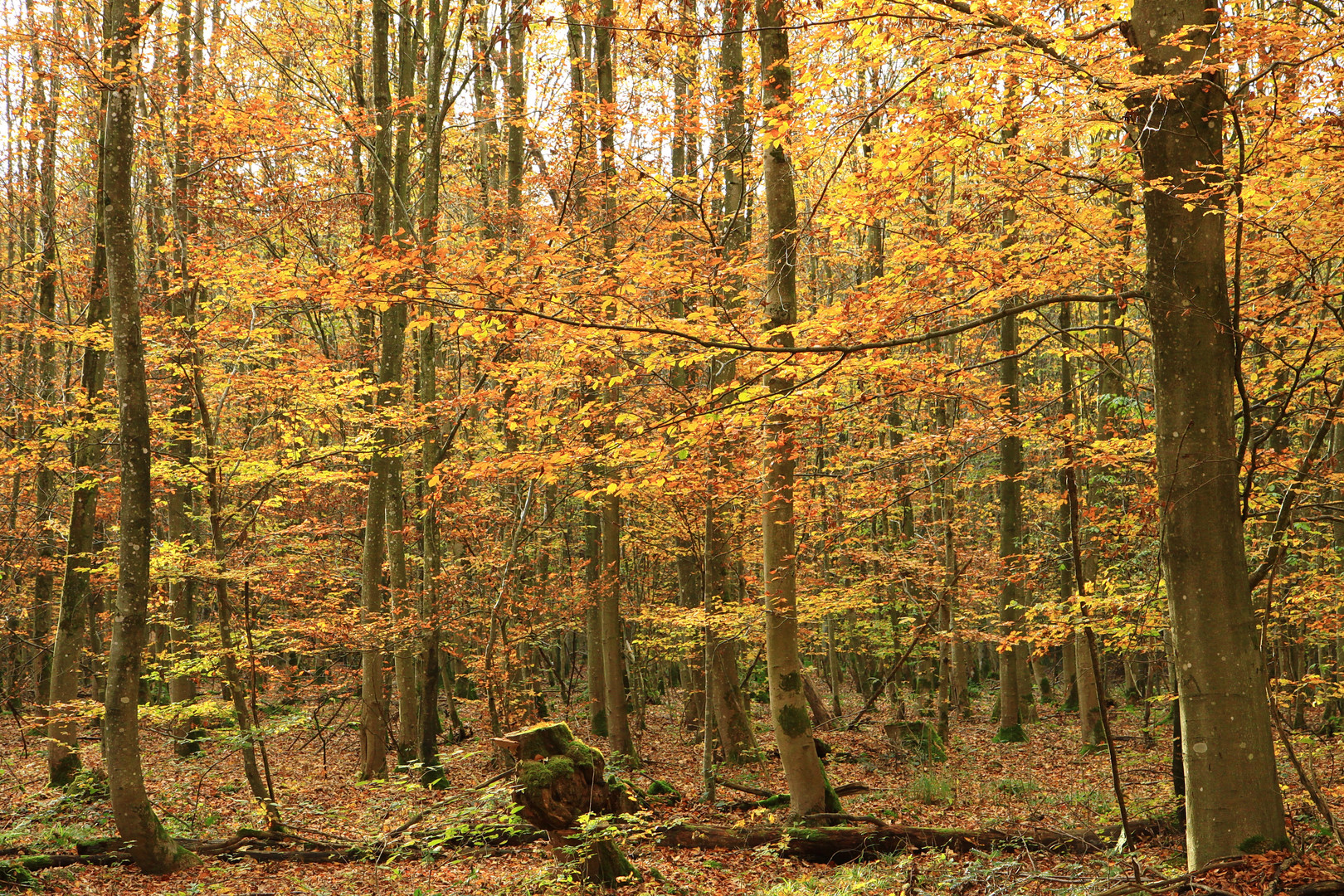 letzte herbstfarben