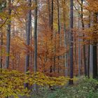 Letzte Herbstfarben