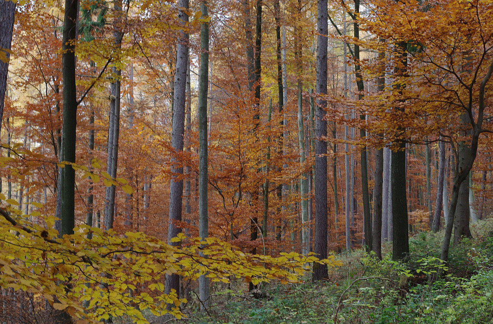 Letzte Herbstfarben