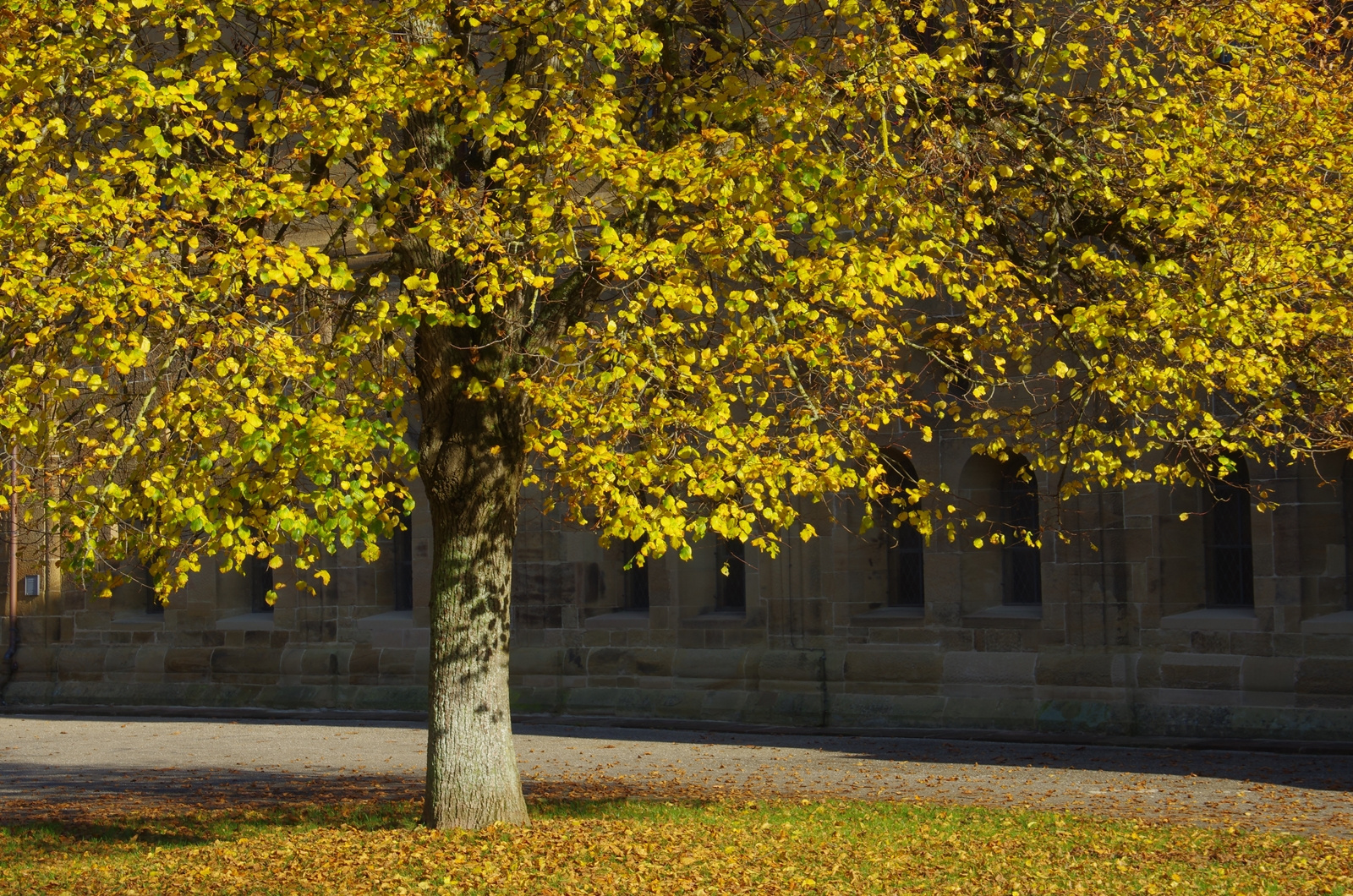 letzte Herbstfarben