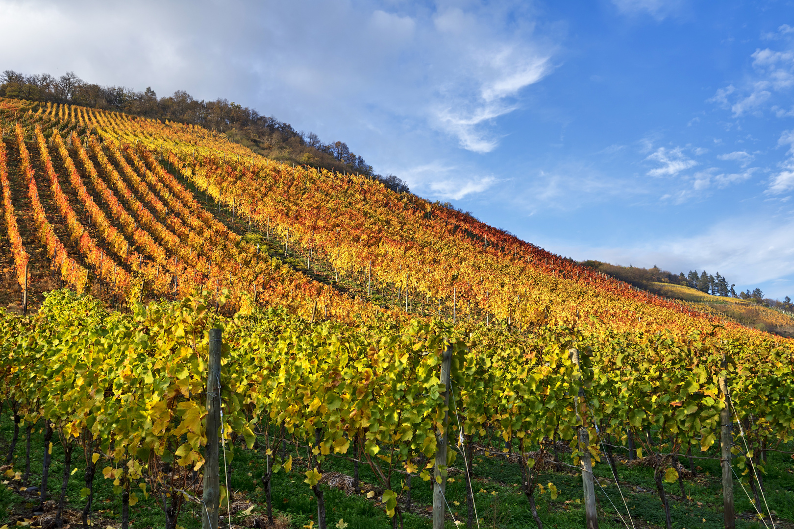 Letzte Herbstfarben im Ahrtal