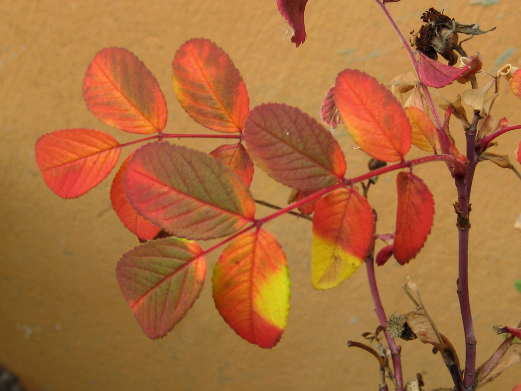 letzte Herbstgemälde von letzter Woche