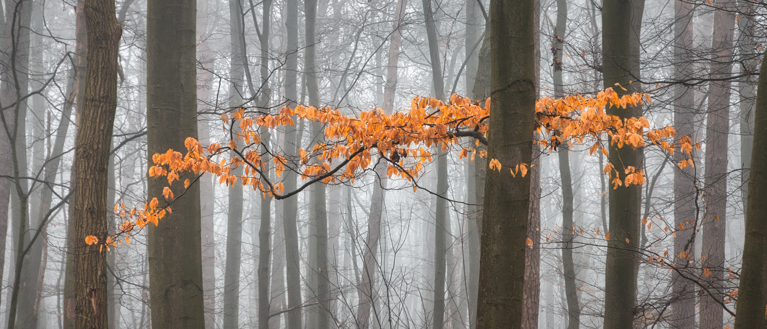 Letzte Herbstglut