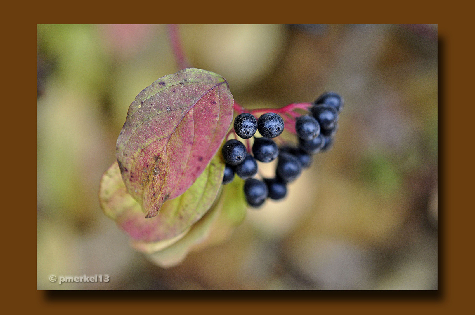 Letzte Herbstgrüße 1