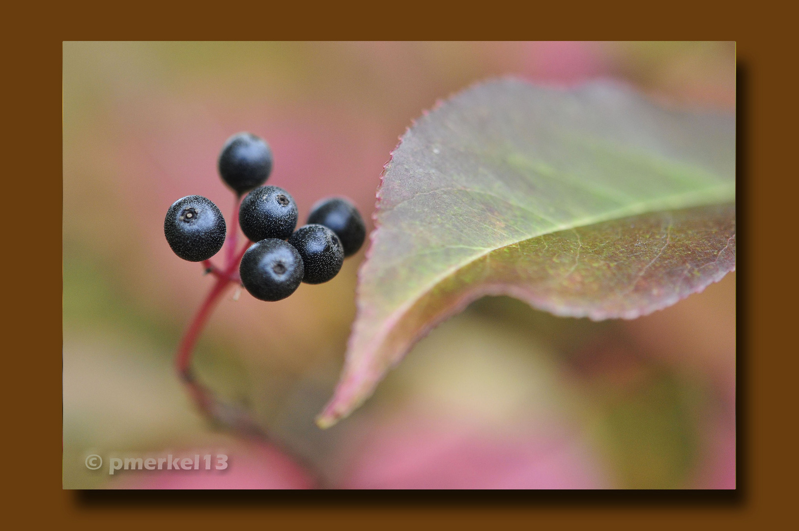 Letzte Herbstgrüße 3