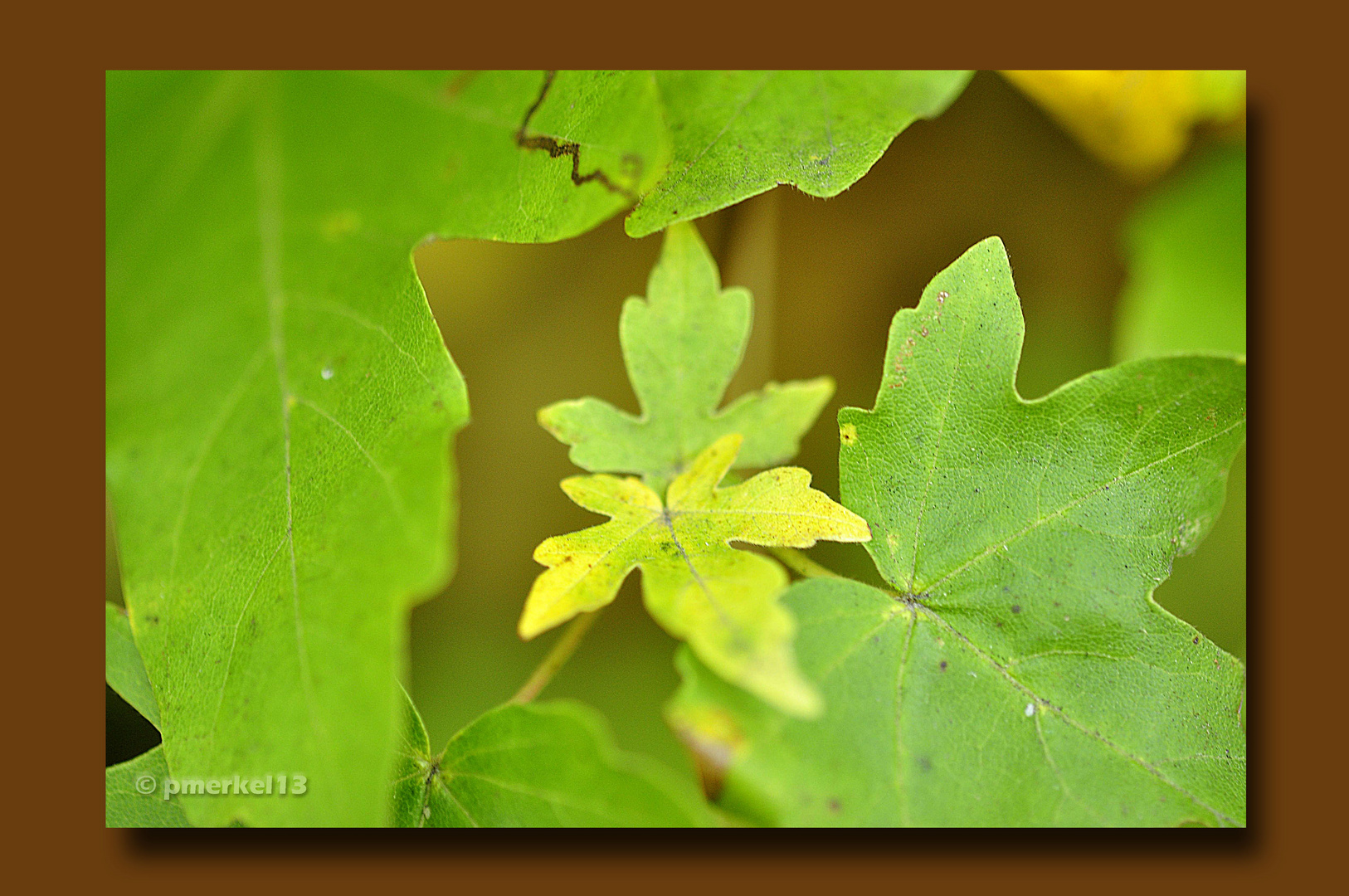 Letzte Herbstgrüße 4