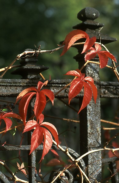 Letzte Herbstgrüße