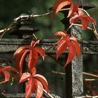 Letzte Herbstgrüße