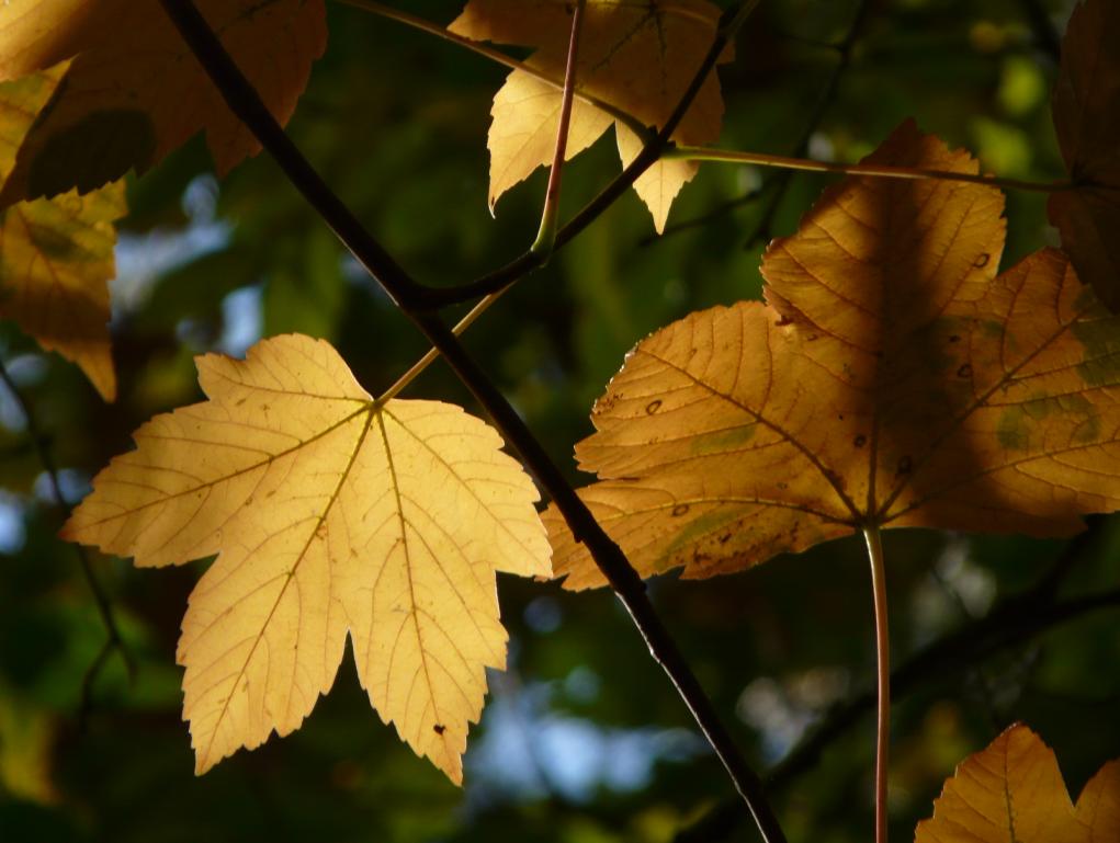 Letzte Herbstgrüße aus dem Wald - Bergahorn