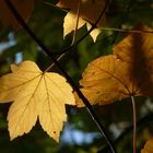 Letzte Herbstgrüße aus dem Wald - Bergahorn