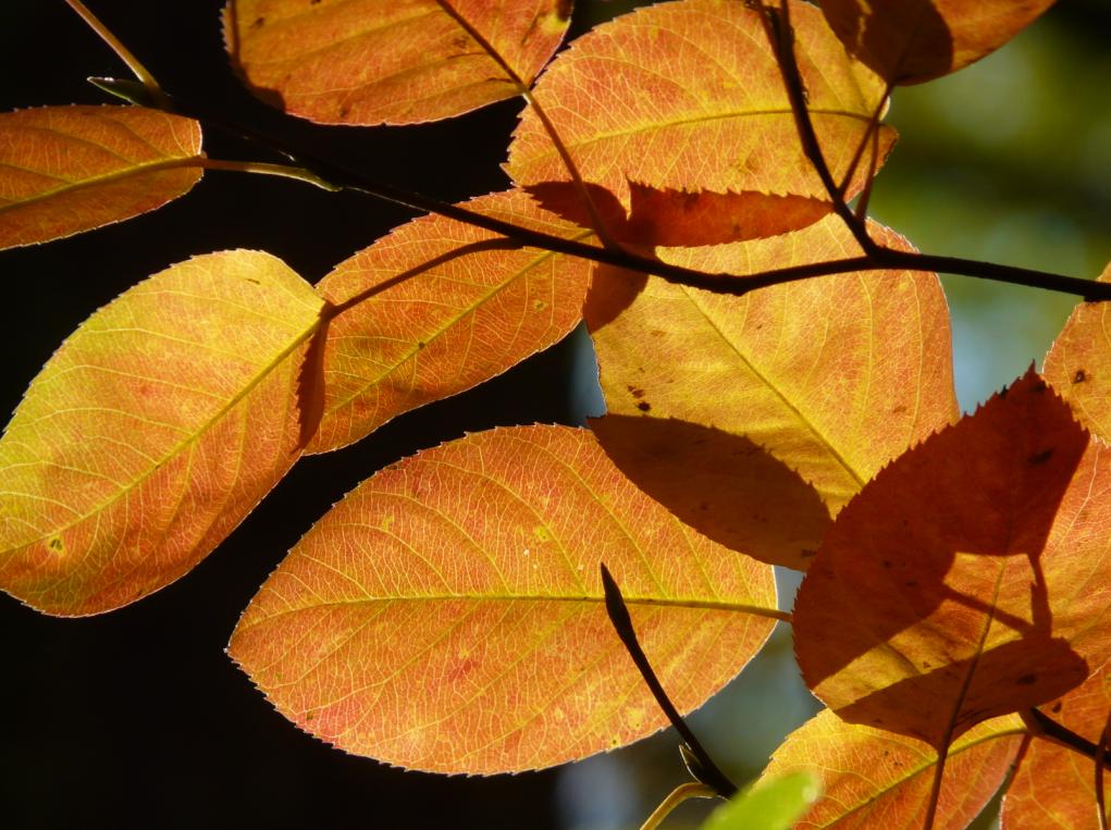 Letzte Herbstgrüße aus dem Wald - Felsenbirne