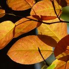 Letzte Herbstgrüße aus dem Wald - Felsenbirne