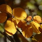 Letzte Herbstgrüße aus dem Wald - Perückenstrauch