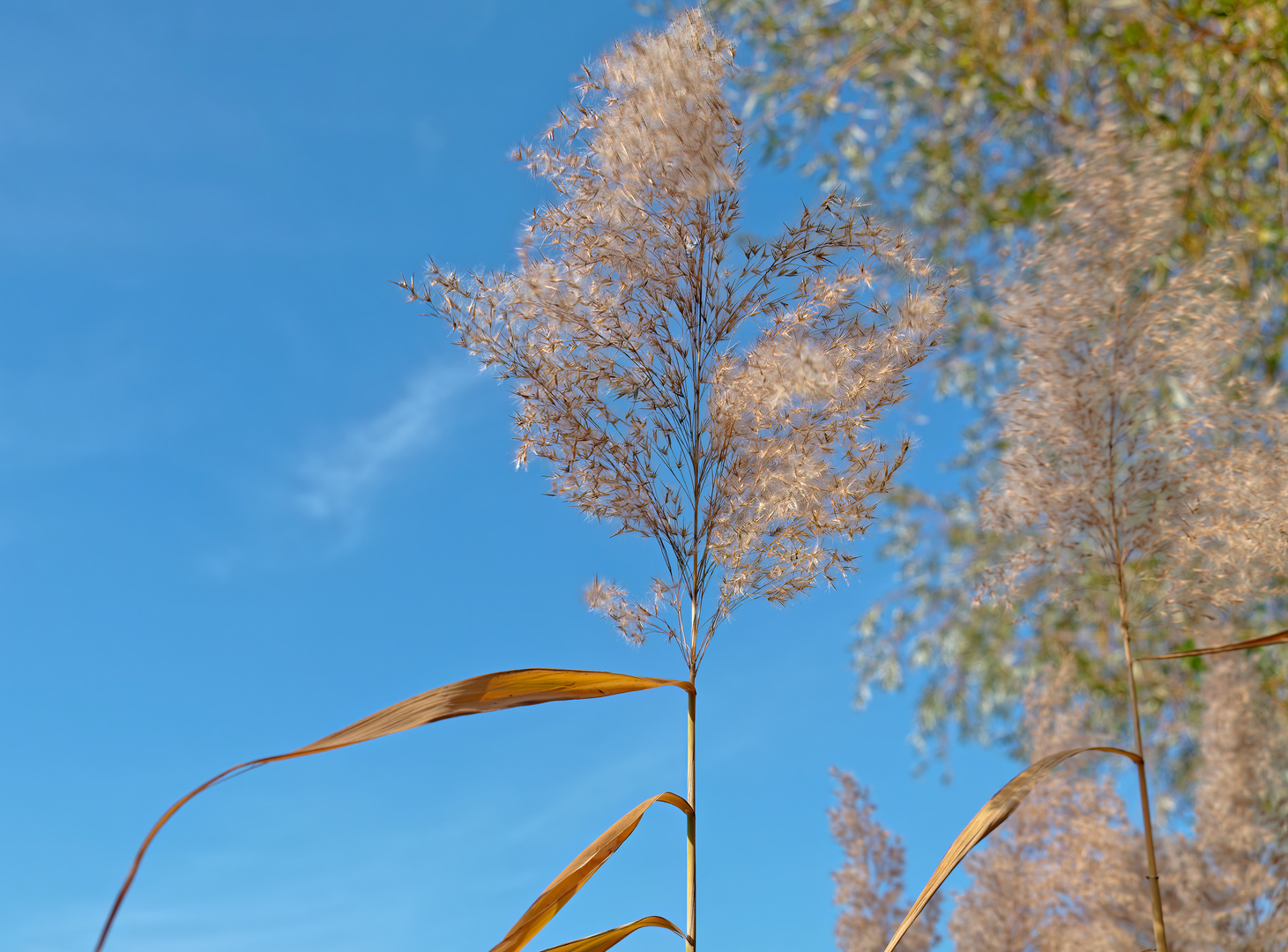 Letzte Herbstgrüße