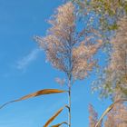 Letzte Herbstgrüße