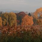 letzte Herbstimpressionen vor dem Winter