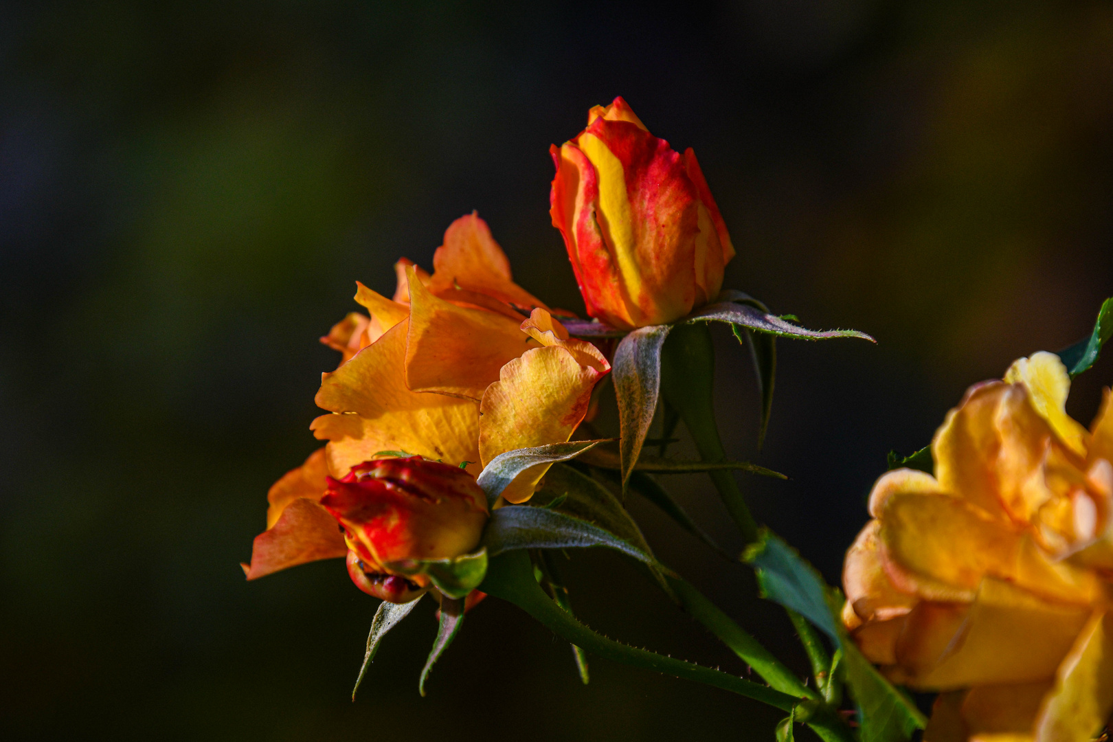 Letzte Herbstrosen