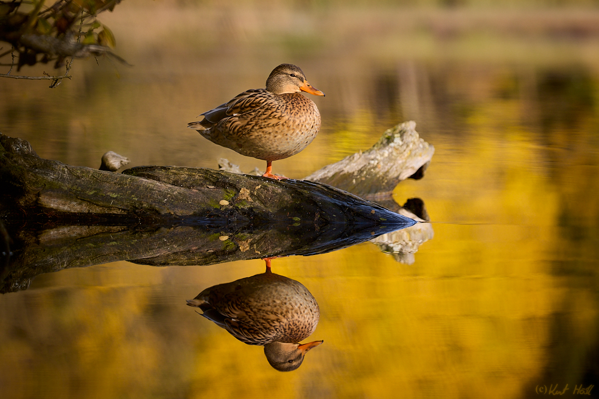 Letzte Herbstsonne.....