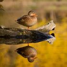 Letzte Herbstsonne.....