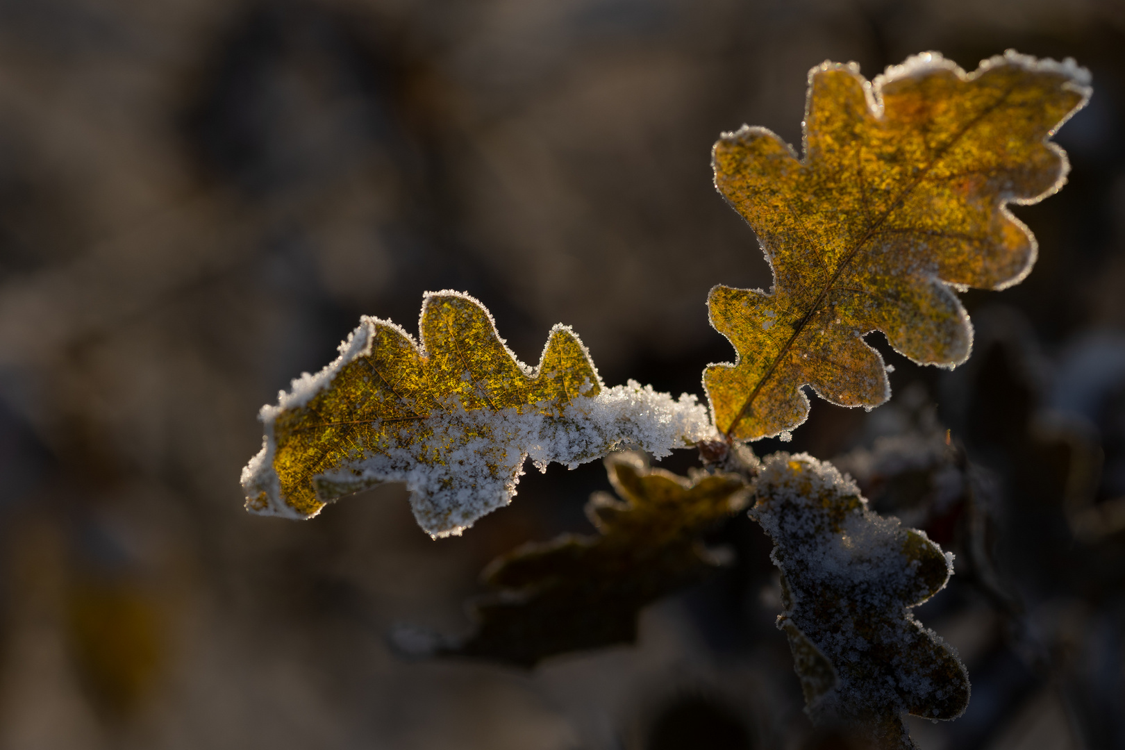 Letzte Herbsttage