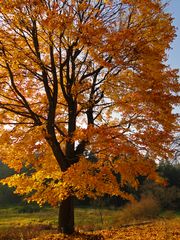 Letzte herrliche Herbstimpressionen.......