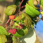 Letzte Himbeeren