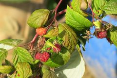 Letzte Himbeeren