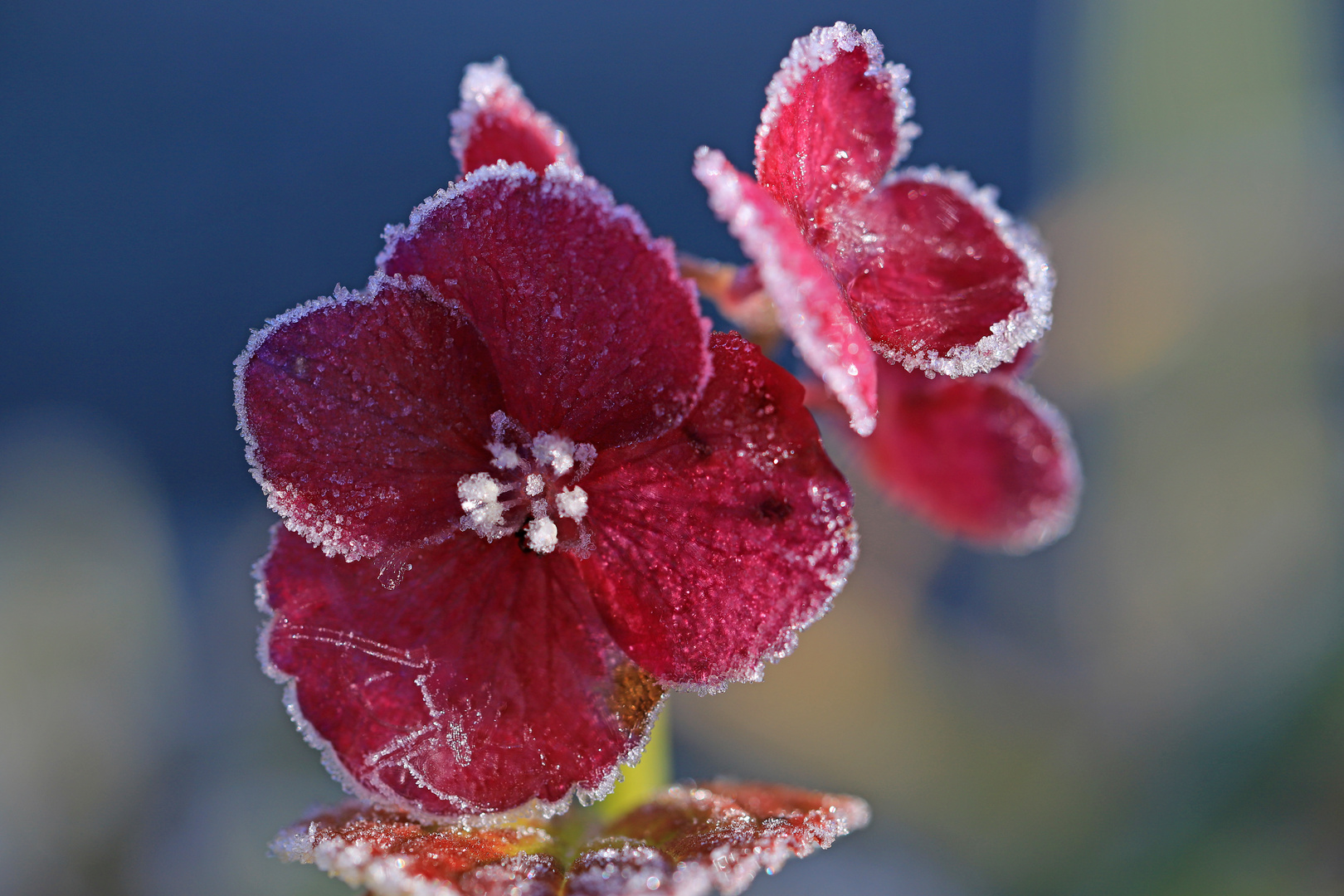 Letzte Hortensienblüte 2019