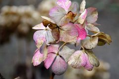 Letzte Hortensienblüten