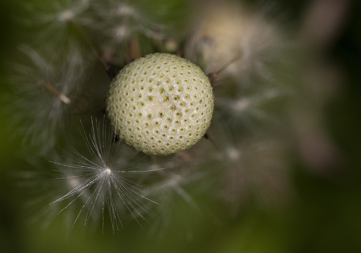 Letzte Hüllen fallen - Abschied einer Pusteblume 