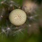 Letzte Hüllen fallen - Abschied einer Pusteblume 