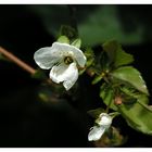 Letzte Kirschblüte